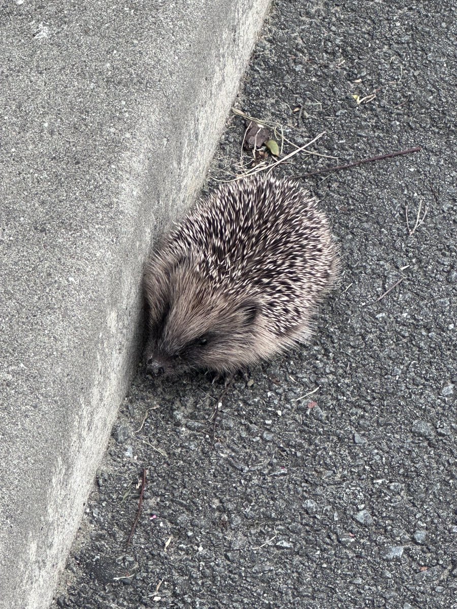 🇳🇿🇺🇸Pookie🇺🇸🇳🇿 tweet media