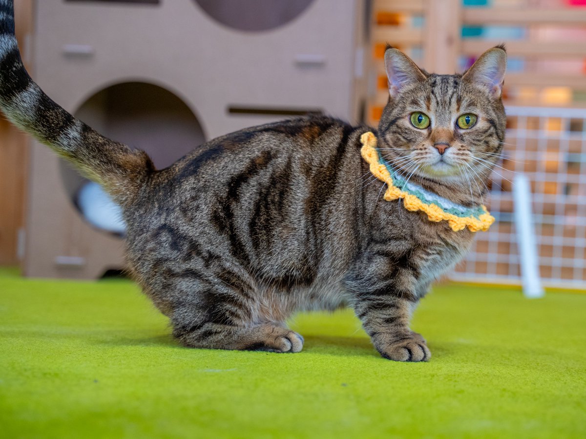 猫カフェ営業 27cm 本日もオープンしています！ GWもたくさんのご来店お待ちしております！！