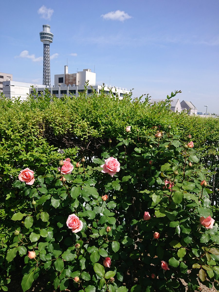 mysterysnack1's tweet photo. 4th week of April #AmericaYamaPark
はまみらい "Rosa × hybrids 'Hamamirai'" (HT,Takeuchi,2006)
#ShunsukeTakeuchi #KeiseiRoseNurseries #HybridTea
#GardenNecklaceYokohama2026 #beautifulplantsinYokohama #LateSpring https://t.co/DPtQz4YivQ