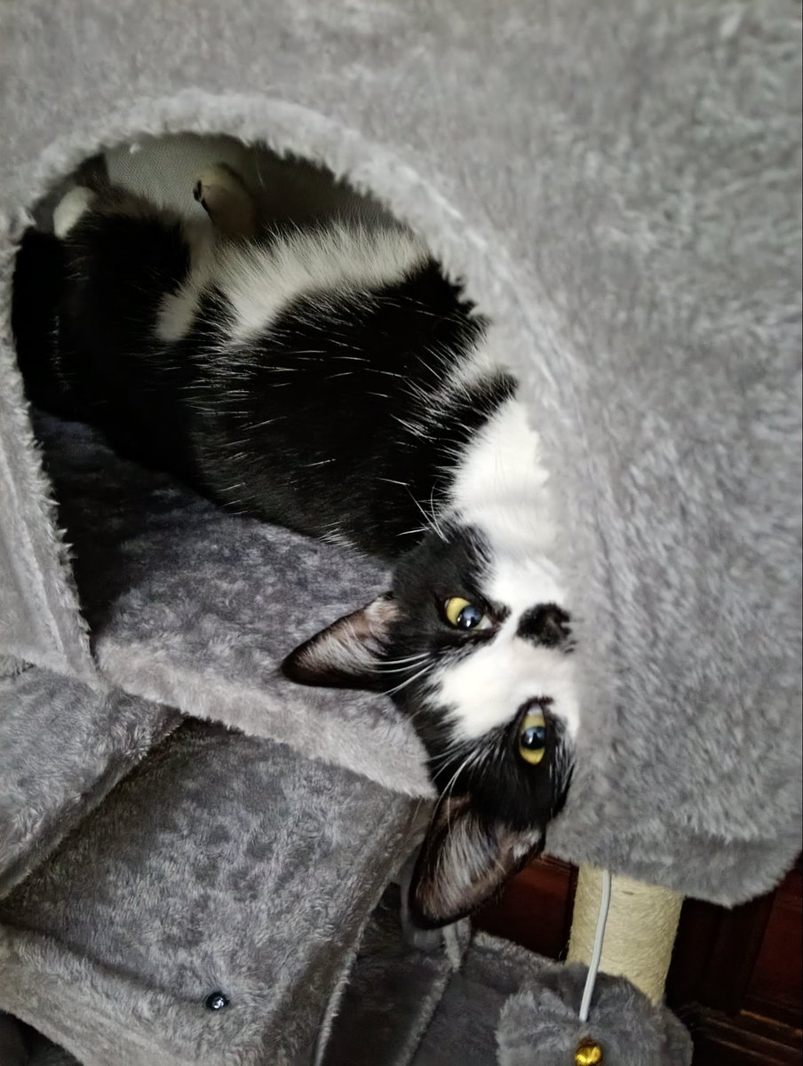 oovChirrupvoo's tweet image. #Caterday #HappyCaterday Last week had a few gloriously warm days….