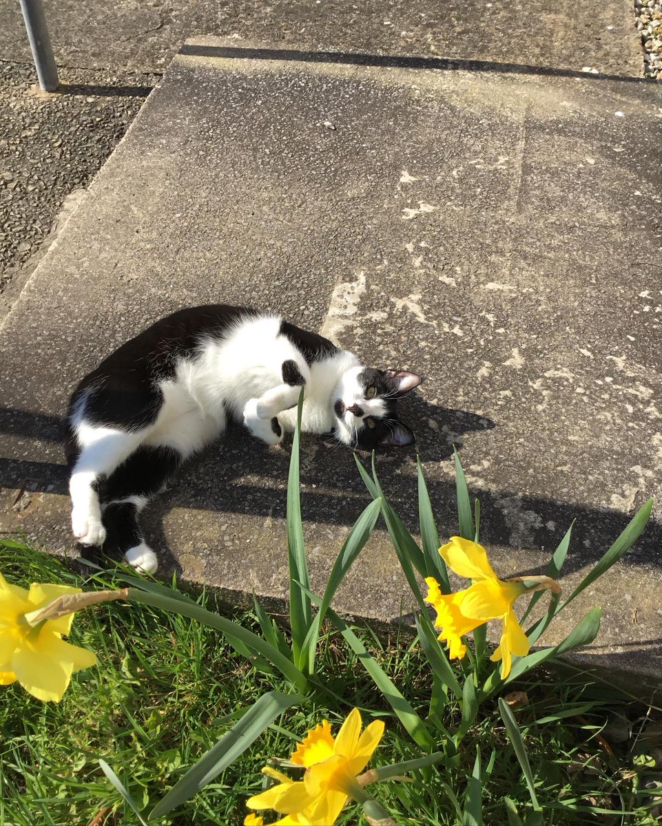 oovChirrupvoo's tweet image. #Caterday #HappyCaterday Last week had a few gloriously warm days….