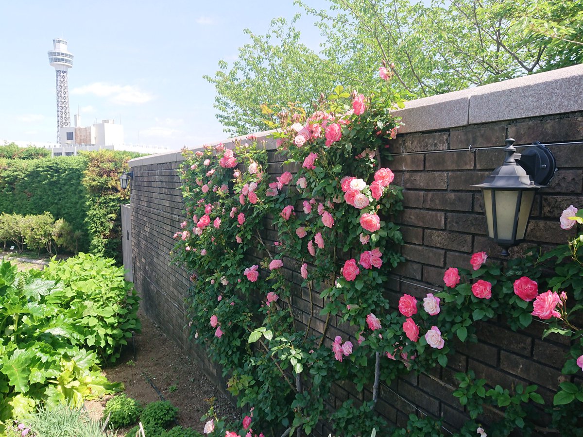 mysterysnack1's tweet photo. ツルバラ 桜霞 "Roza cv. Sakuragasumi" (CL,Sumi,2001)
#ClimbingRose #AmericaYamaPark #GardenNecklaceYokohama2026 #beautifulplantsinYokohama #LateSpring
https://t.co/5eUbukROs6 https://t.co/x07Of8NCf7