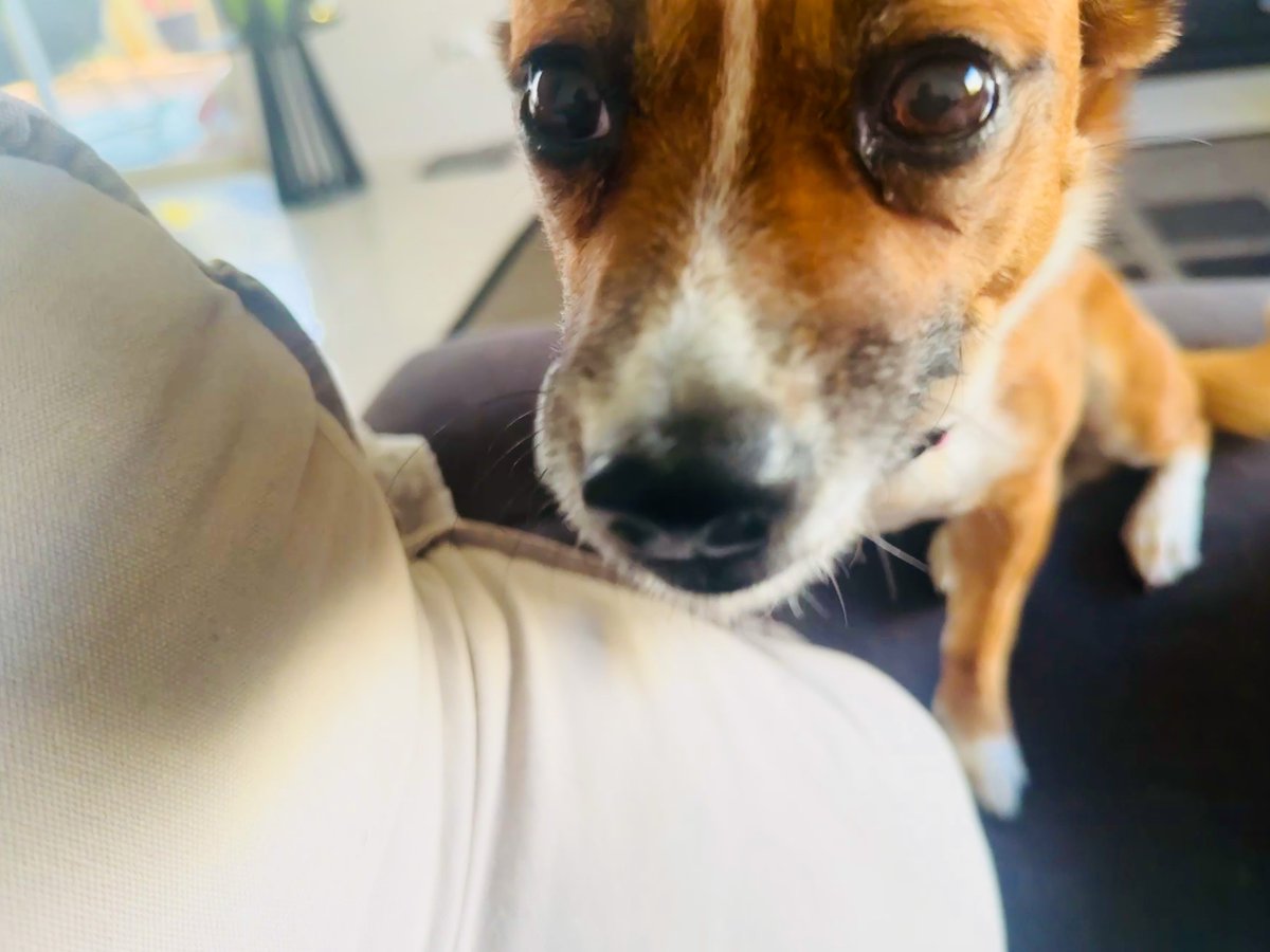 discostumc's tweet image. Social Experiment #1

Here’s a dog
🐶 Where’s yours?

Or your cat, bird, lizard - any pet is welcome, drop them in the replies 👇
#saturdayfunday #pets