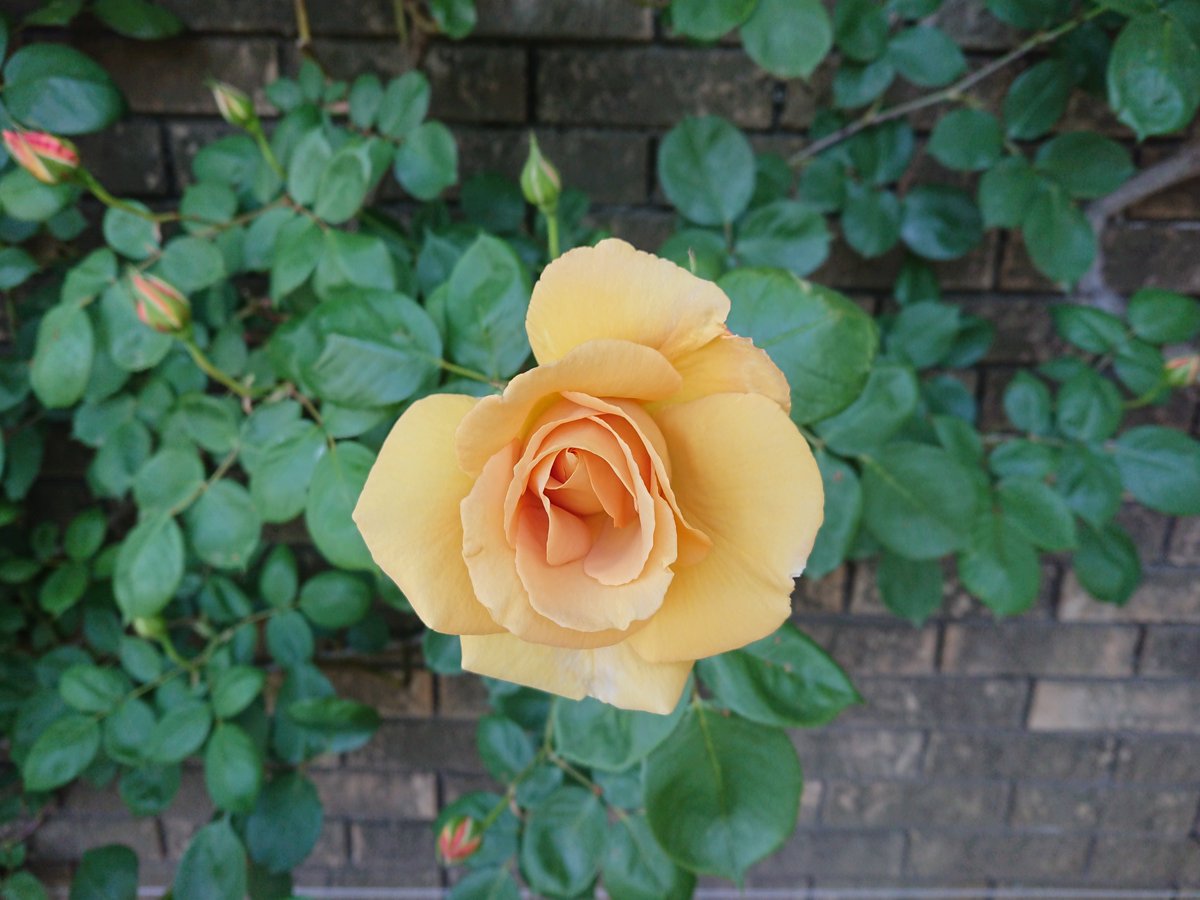 mysterysnack1's tweet photo. バタースコッチ "Rosa 'Butterscotch'" (LCL,W.A.Warriner,1986)
#ClimbingRose #AmericaYamaPark #GardenNecklaceYokohama2026 #beautifulplantsinYokohama #LateSpring https://t.co/SwGdT2Fj8q