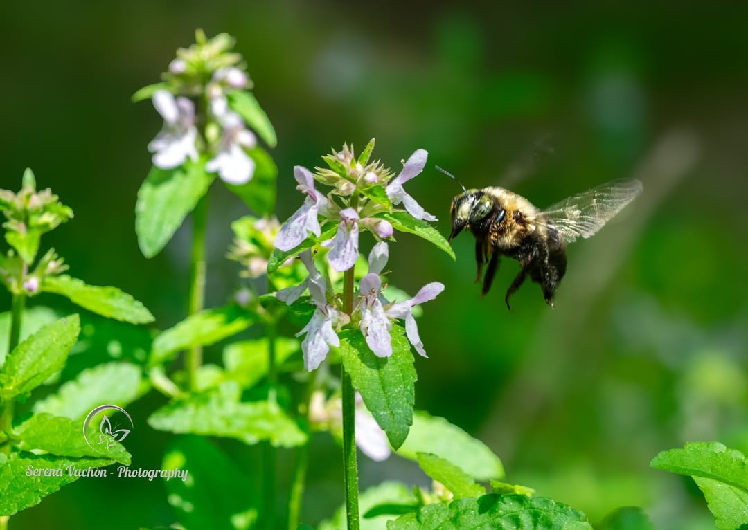 SerenaVachon's tweet image. Busy bee! #bees #nature #NaturePhotography #naturelovers