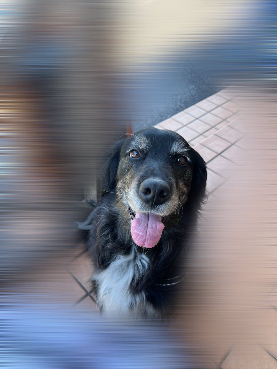 ゴールダー犬のEma｜横浜暮らし tweet media