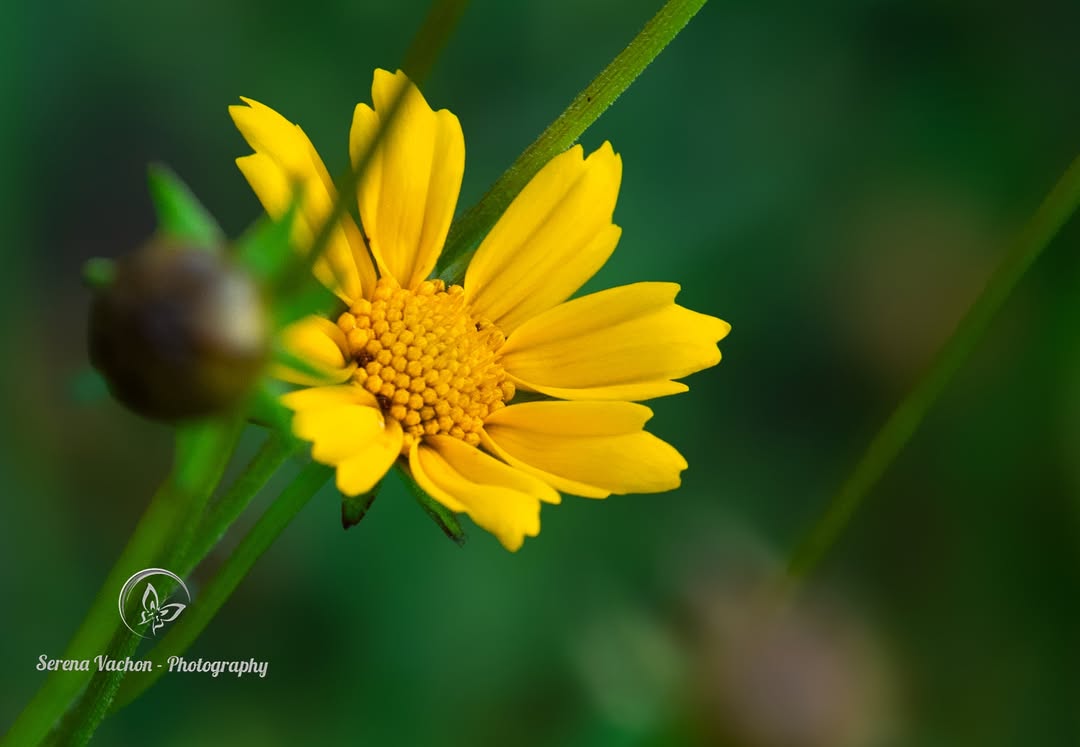 SerenaVachon's tweet image. Perfect wildflower #flowers #flowerphotography #FlowersOfX ##FlowersOnFriday #wildflowers