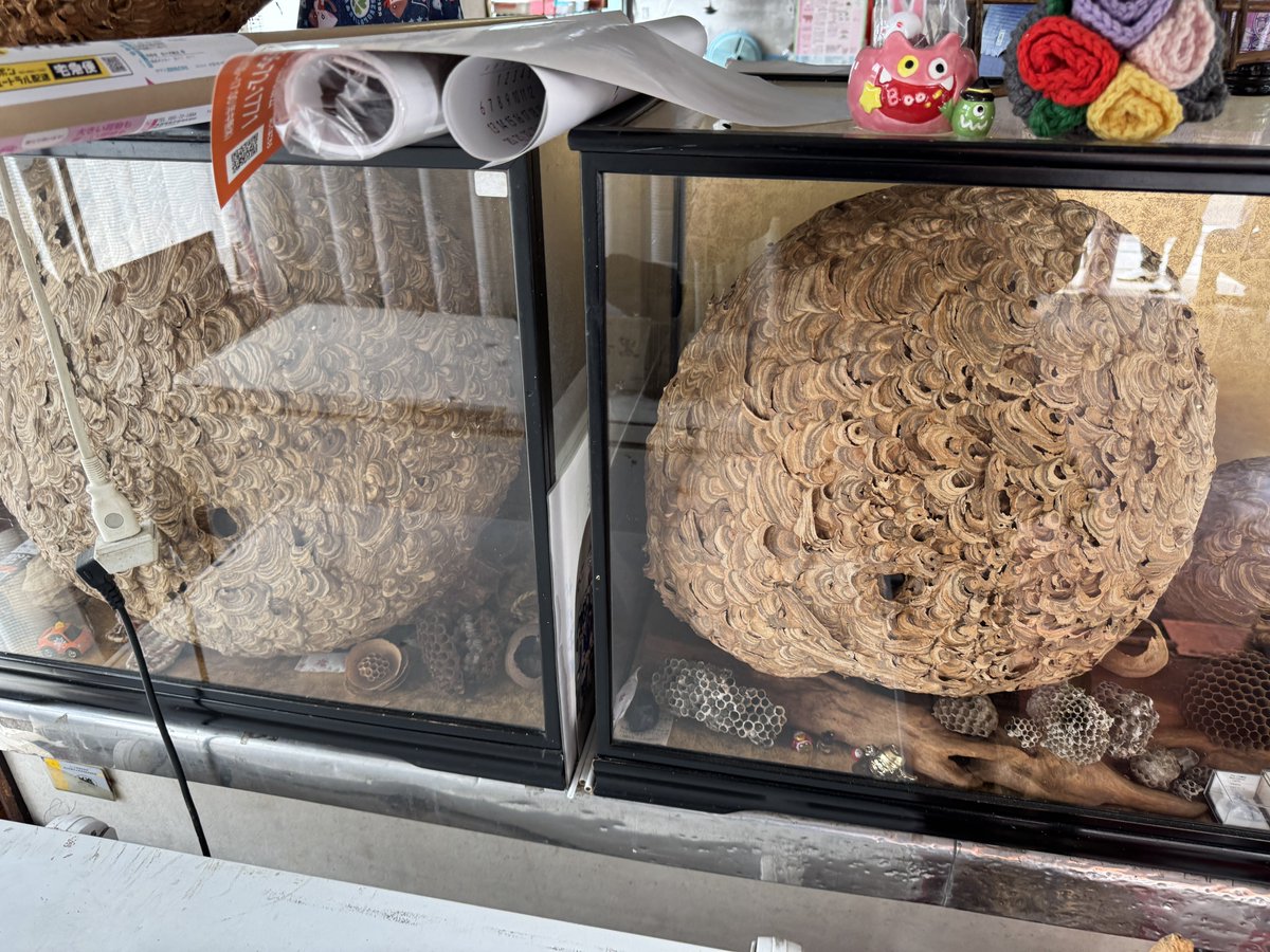 なしろ(エビフリャー🦐) tweet media