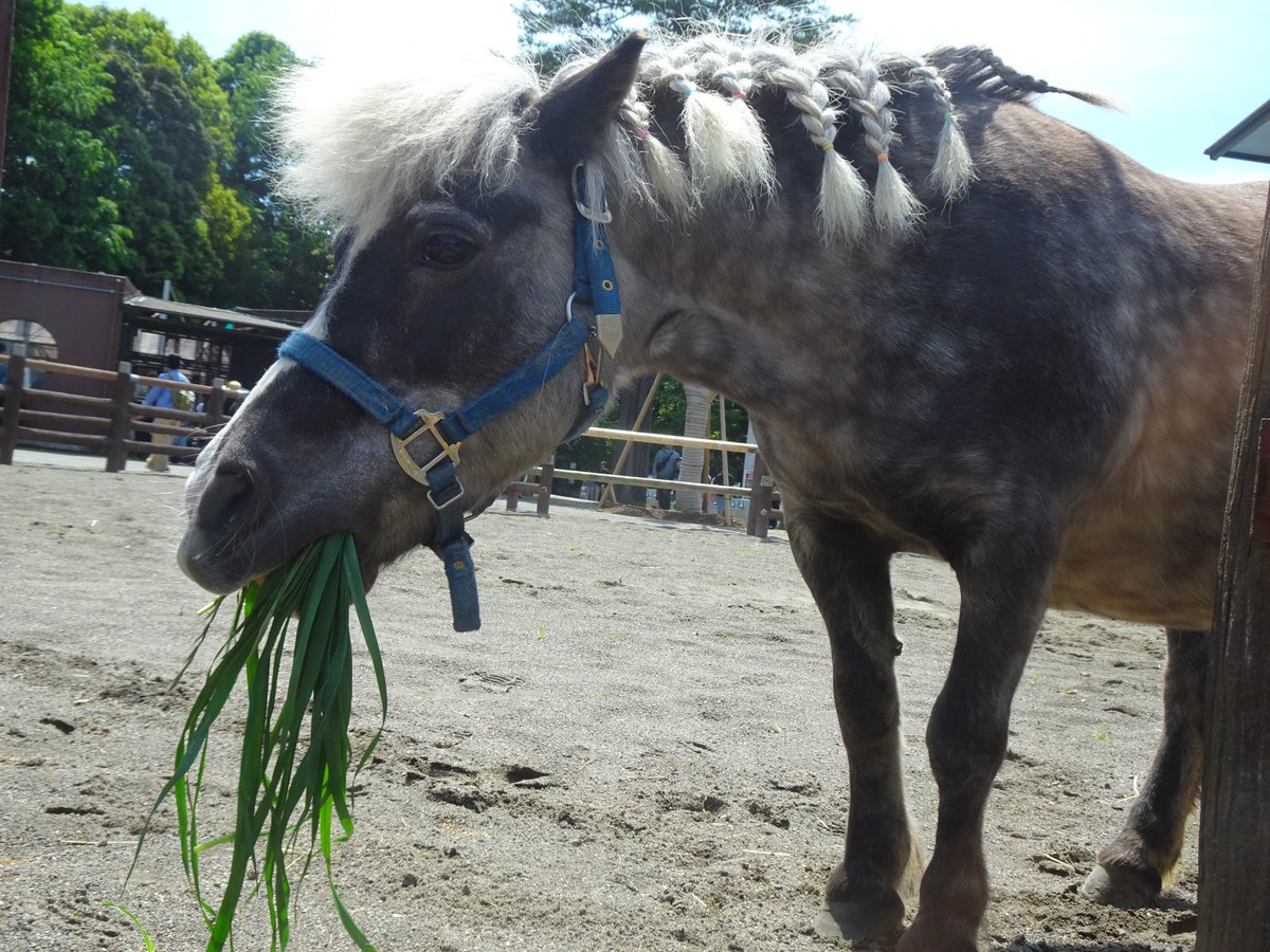 市川市動植物園（公式） tweet media