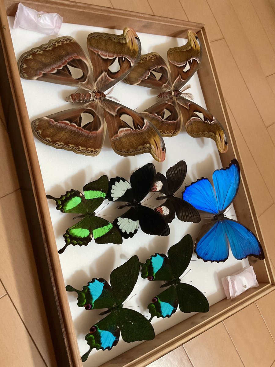 昆虫館Bar Species tweet media