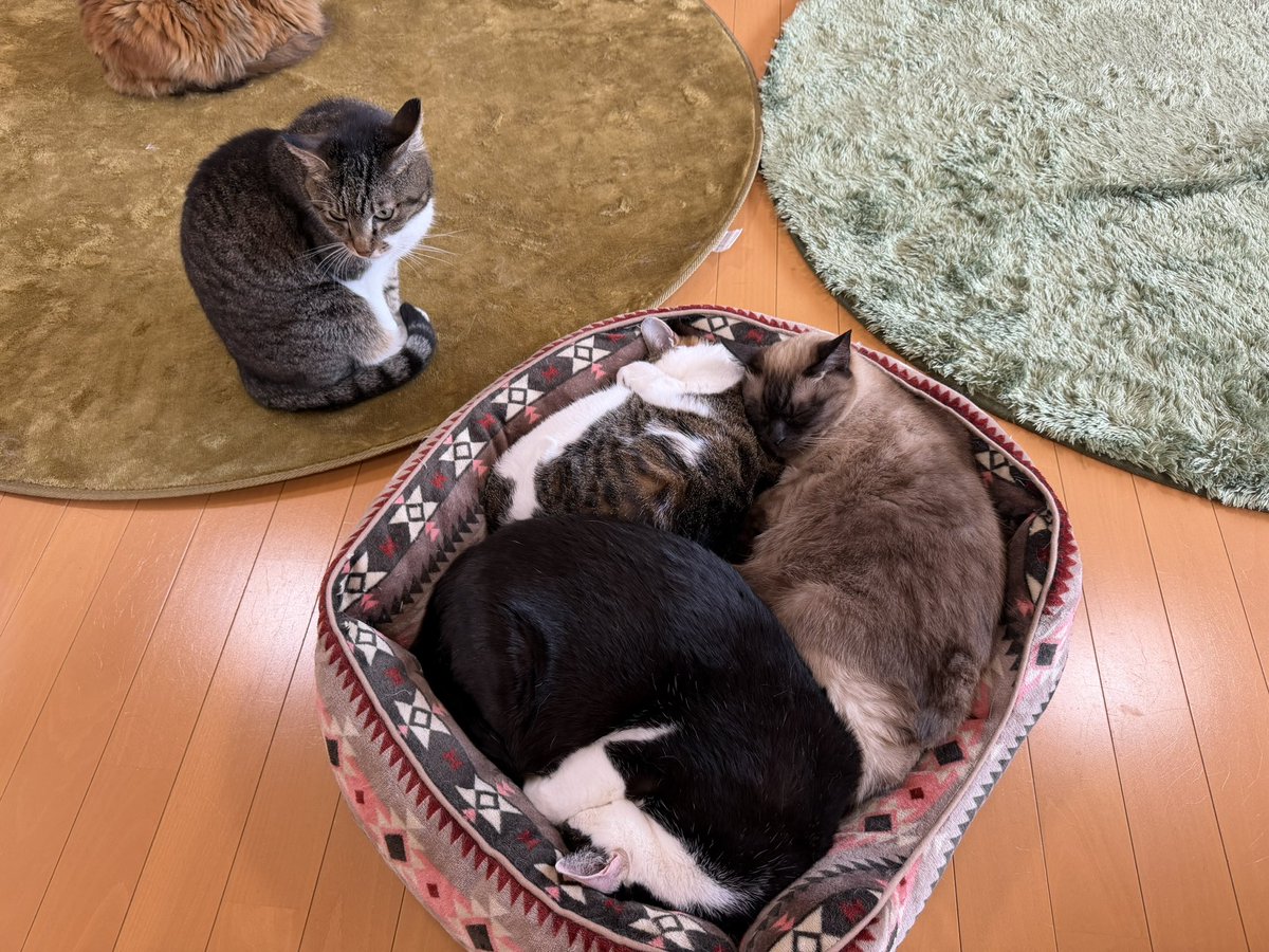 猫カフェ福ねこ@福井 tweet media