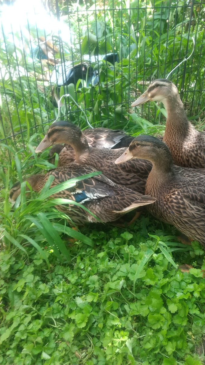 pastel_yume_art's tweet image. うーん広いと思ったんだけど、、、みんな出したら狭く感じた💦
#アイガモ #duck