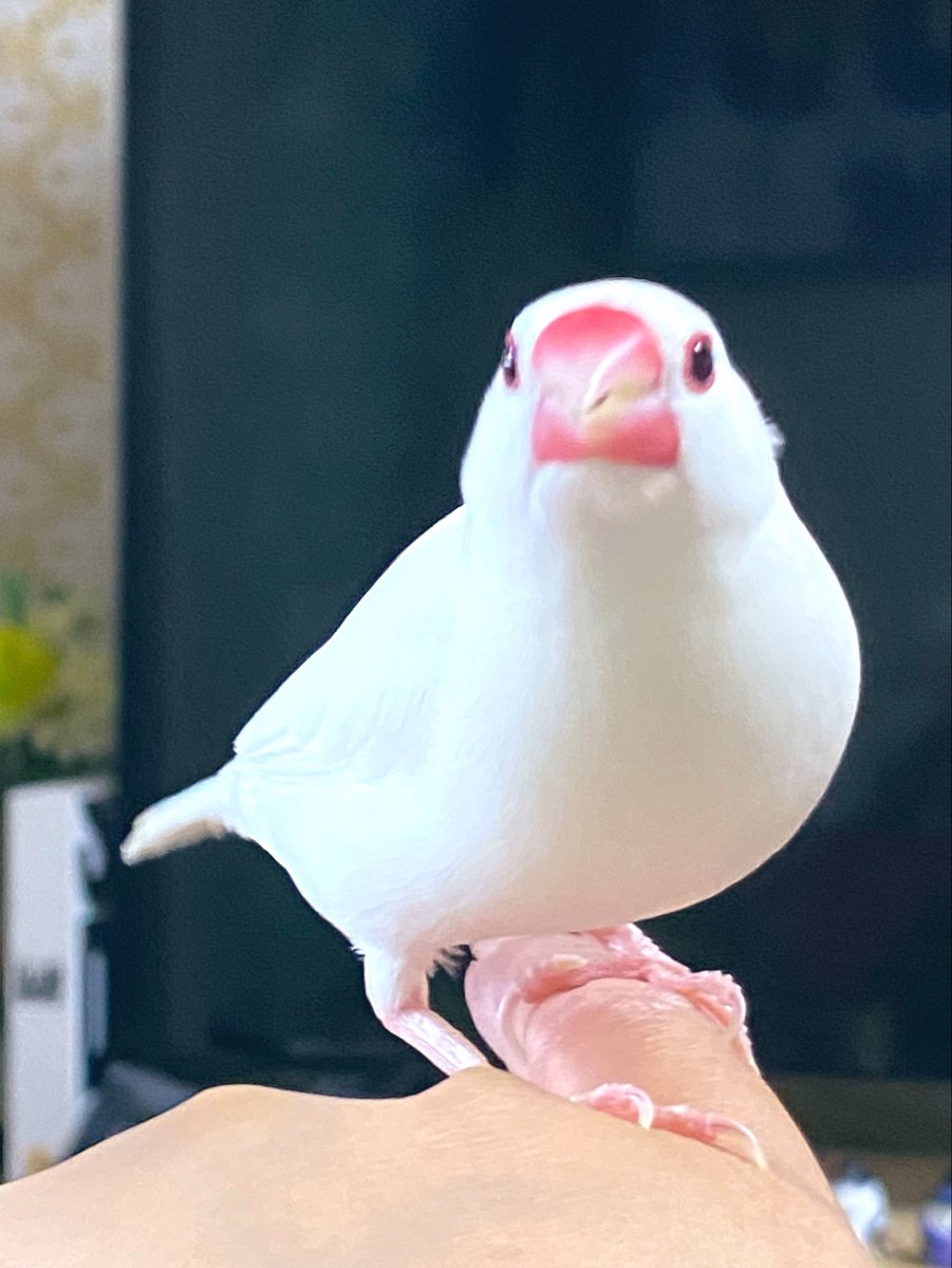 ピンボケにも負けない可愛さがこちら