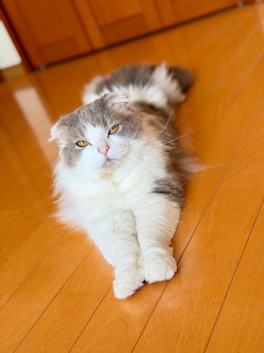 現場猫うたにゃん tweet media