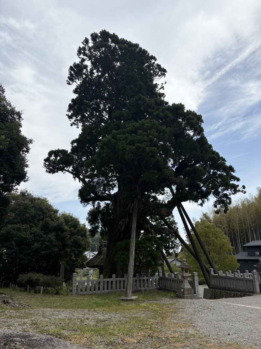 樹齢1500年だそうで…