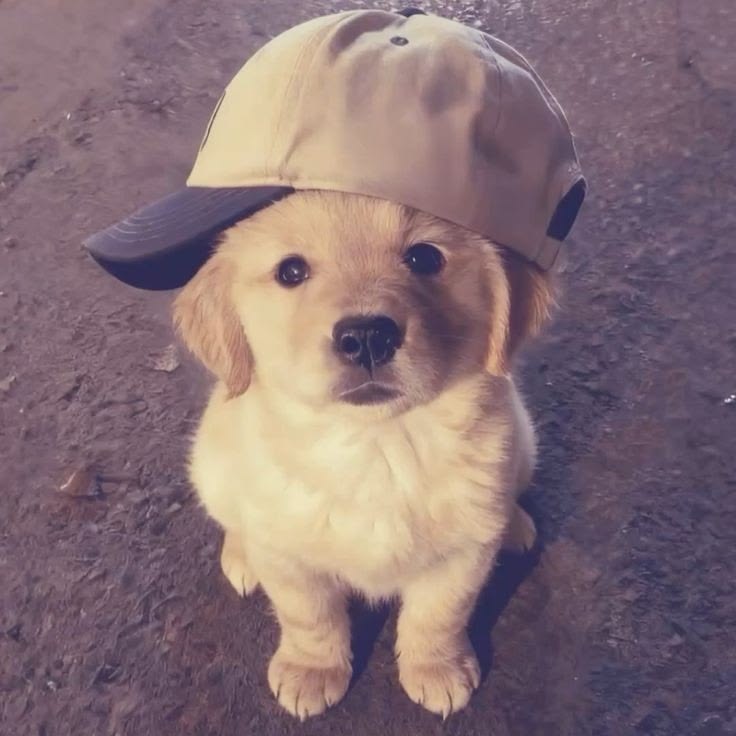theDogLovers tweet media