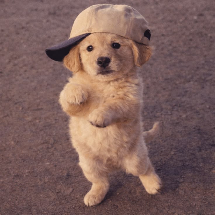 theDogLovers tweet media