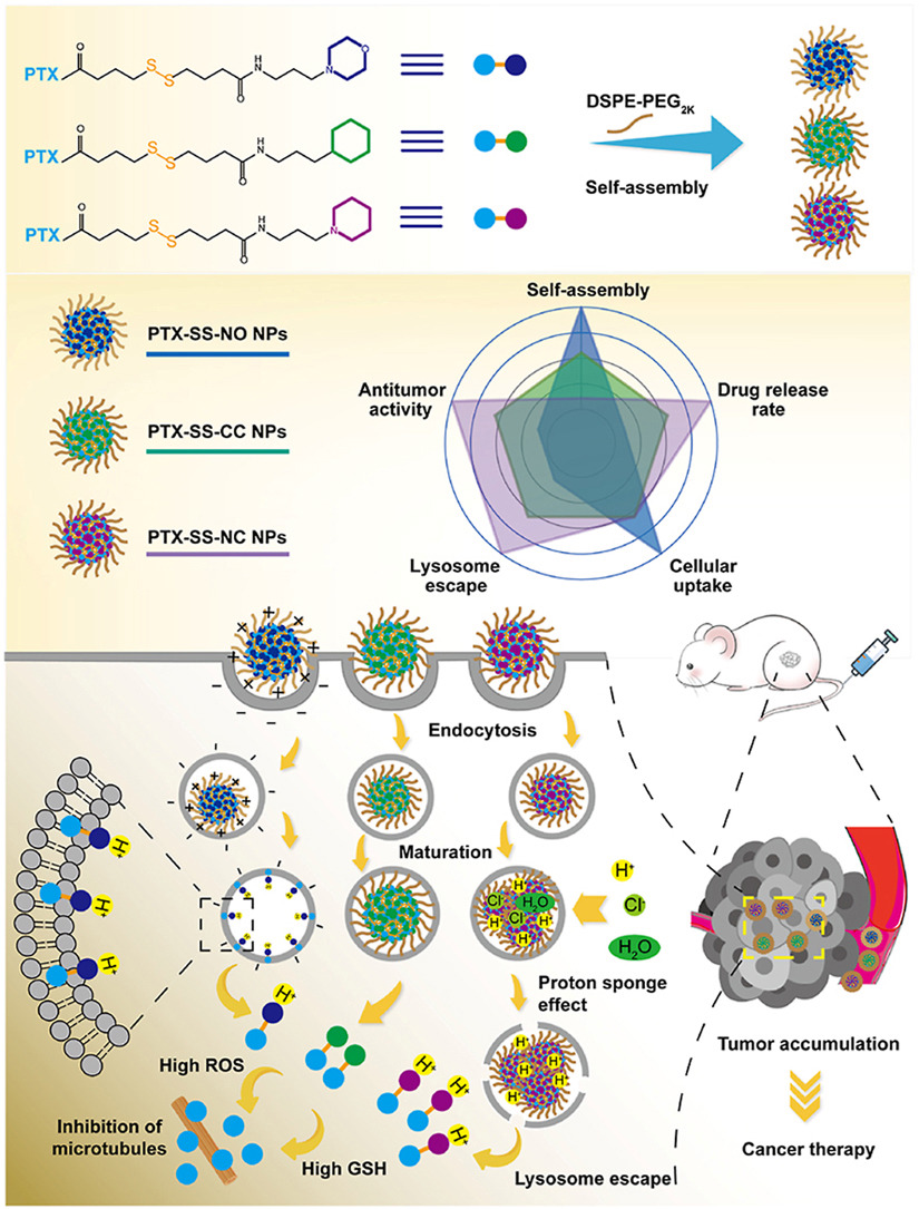 ActaPharmSinB's tweet photo. Article✍️#Heterocyclic modified #paclitaxel #prodrug #nanoassemblies for stimuli-responsive delivery via #lysosomal escape.
From Dr. Sun @ShenyangPharmaceuticalUniversity;
https://t.co/c8HDgpE1UY. https://t.co/DzBSduFfTM