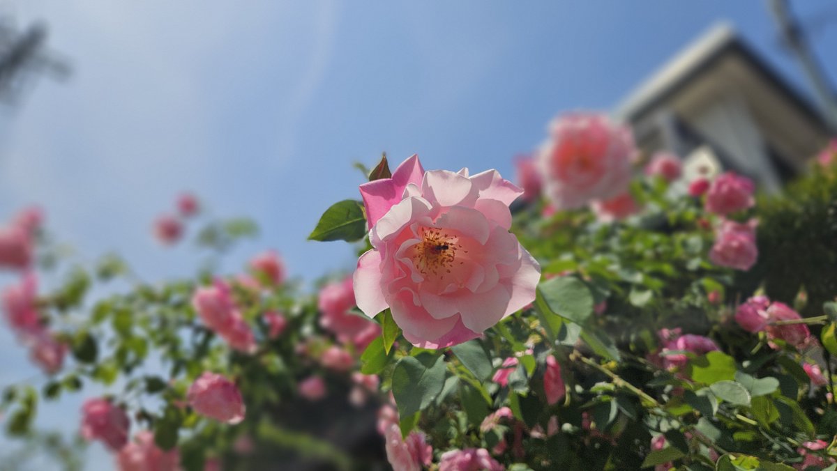 ちーず卿2hi2i ชีส tweet media