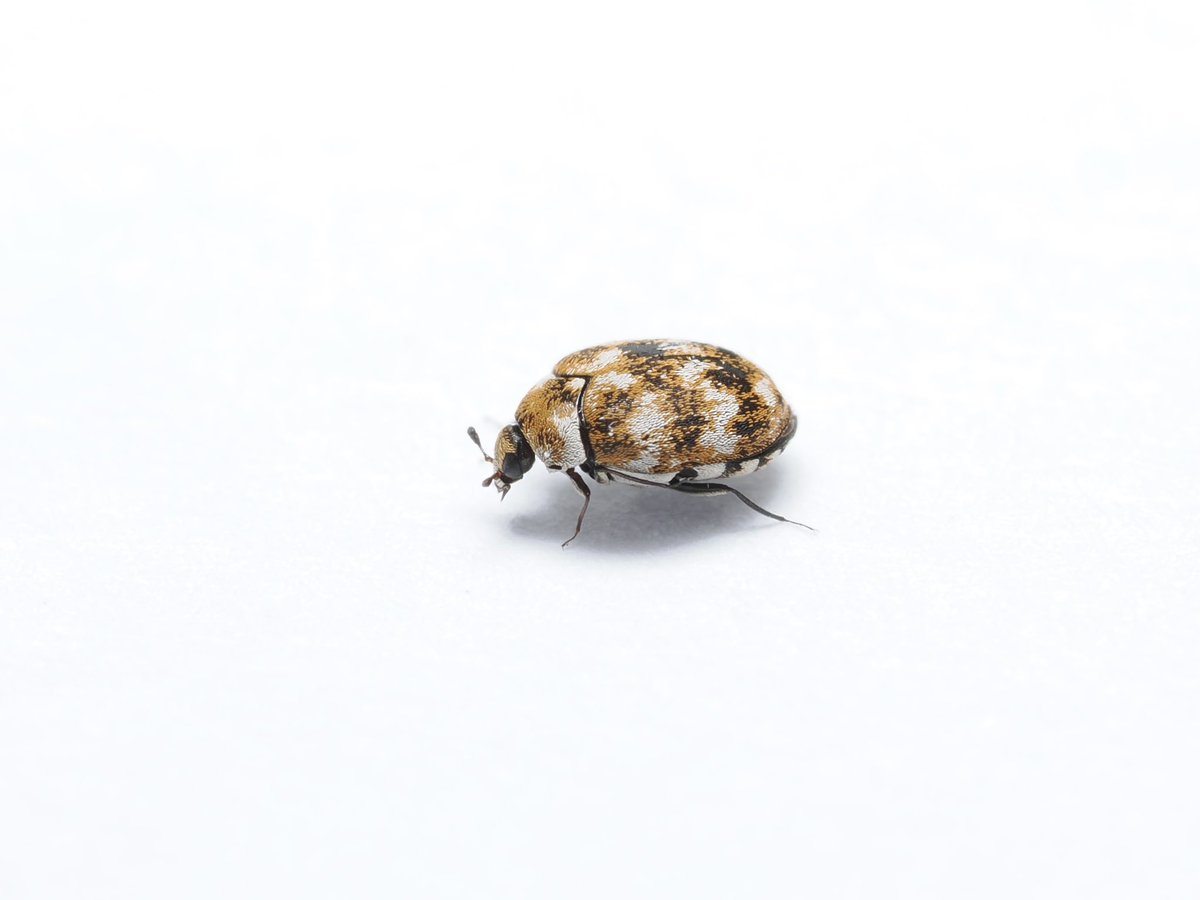 Morphodidius's tweet photo. ヒメマルカツオブシムシ
見た目は好みな虫
標本さえ食べなければ... https://t.co/H5YWkyxHfP