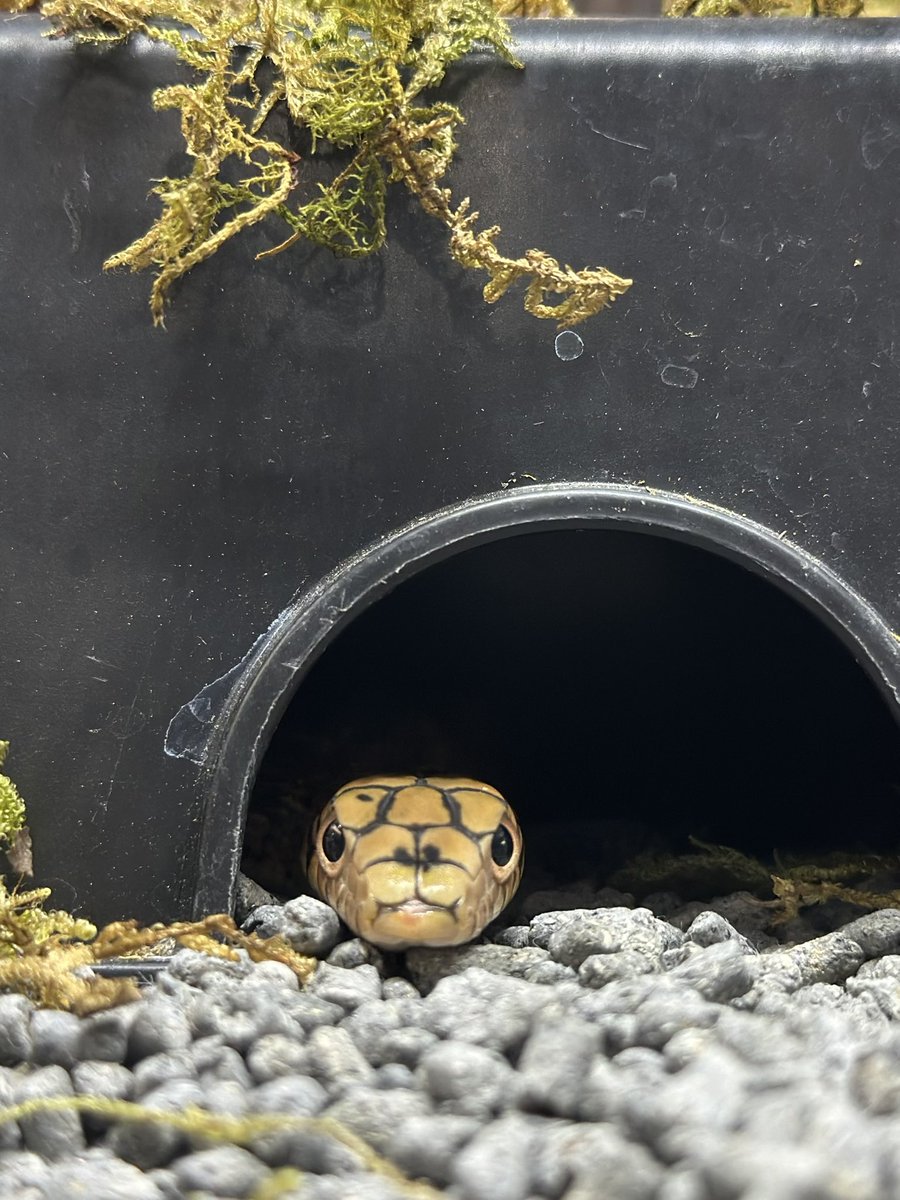 THE REPTILES HOUSE tweet media
