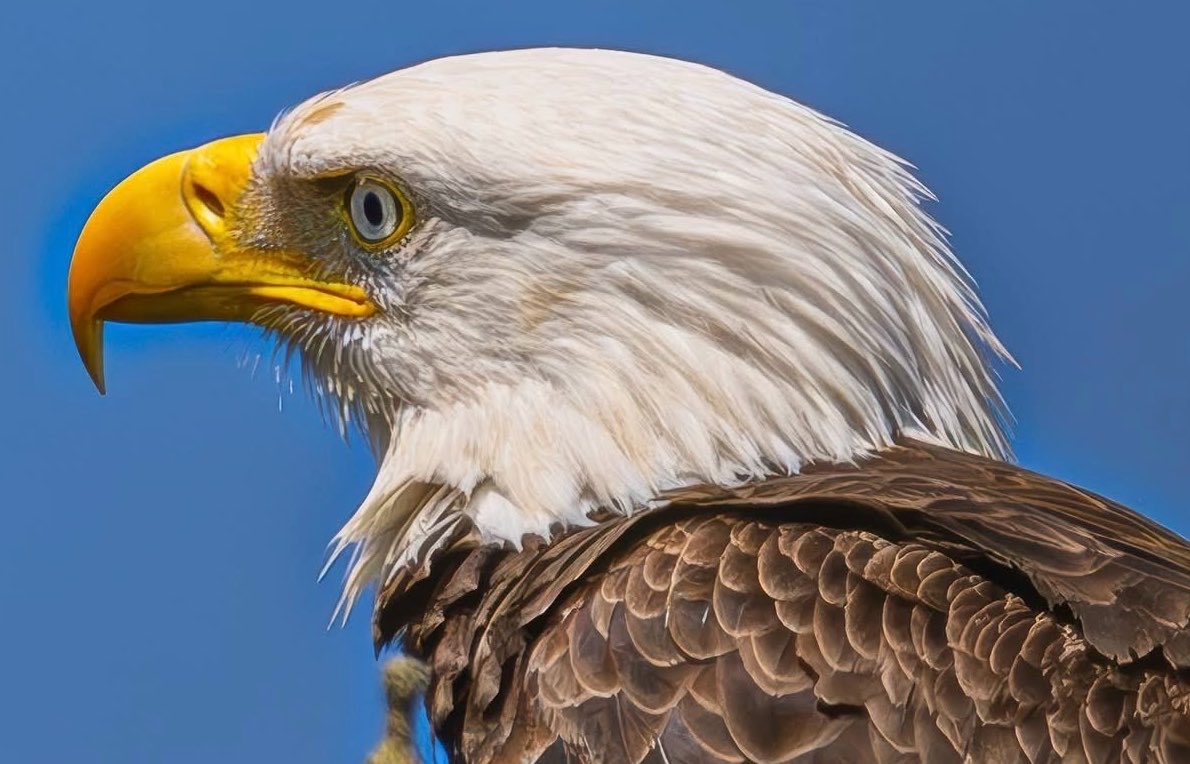 VERITAS_2U's tweet image. @VAHGreen Look at her. She’s watching something. Perhaps her next meal? 

#BirdOfPrey
#FlyEaglesfly 
#SmallTownLiving
#MountainView
#MotherNature
#MotherNatureRocks