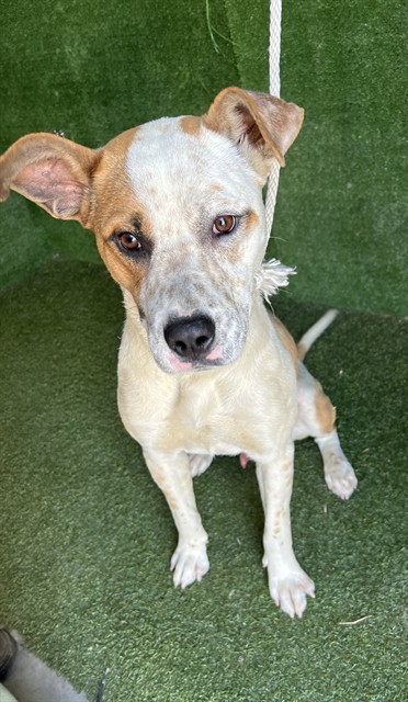 #A5773686
Male, white and brown Pit Bull Terrier
Age is unknown.
PetHarbor.com/pet.asp?uaid=L…