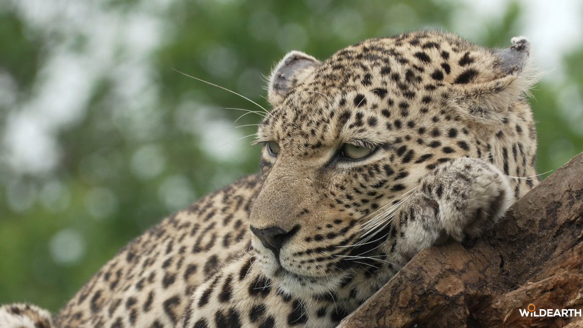 WildEarth tweet media