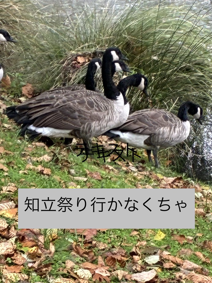 EBISUYA100's tweet photo. 知立祭り
５／２　５／３は知立祭り
ユニセフの文化遺産に登録されている山車や文楽やカラクリを見に行かなくっちや https://t.co/GrzyHaTPTT
