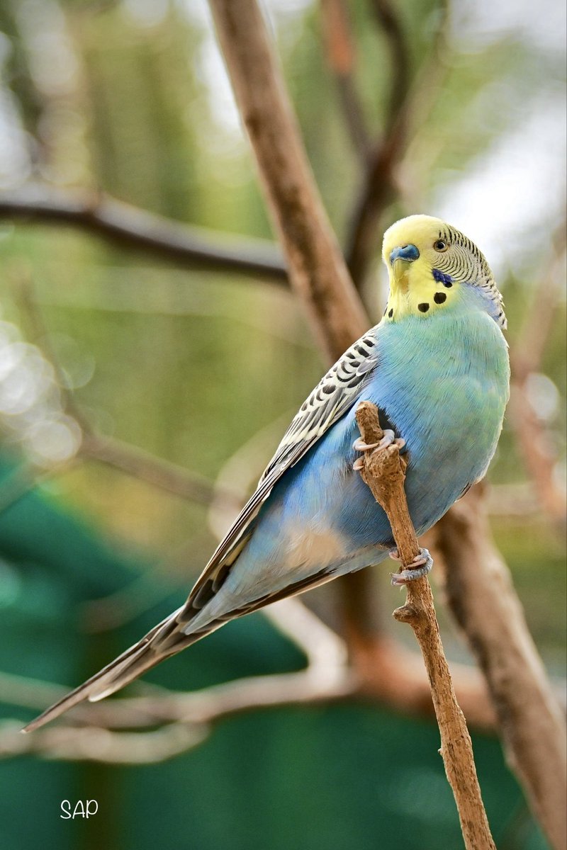 SAP tweet media