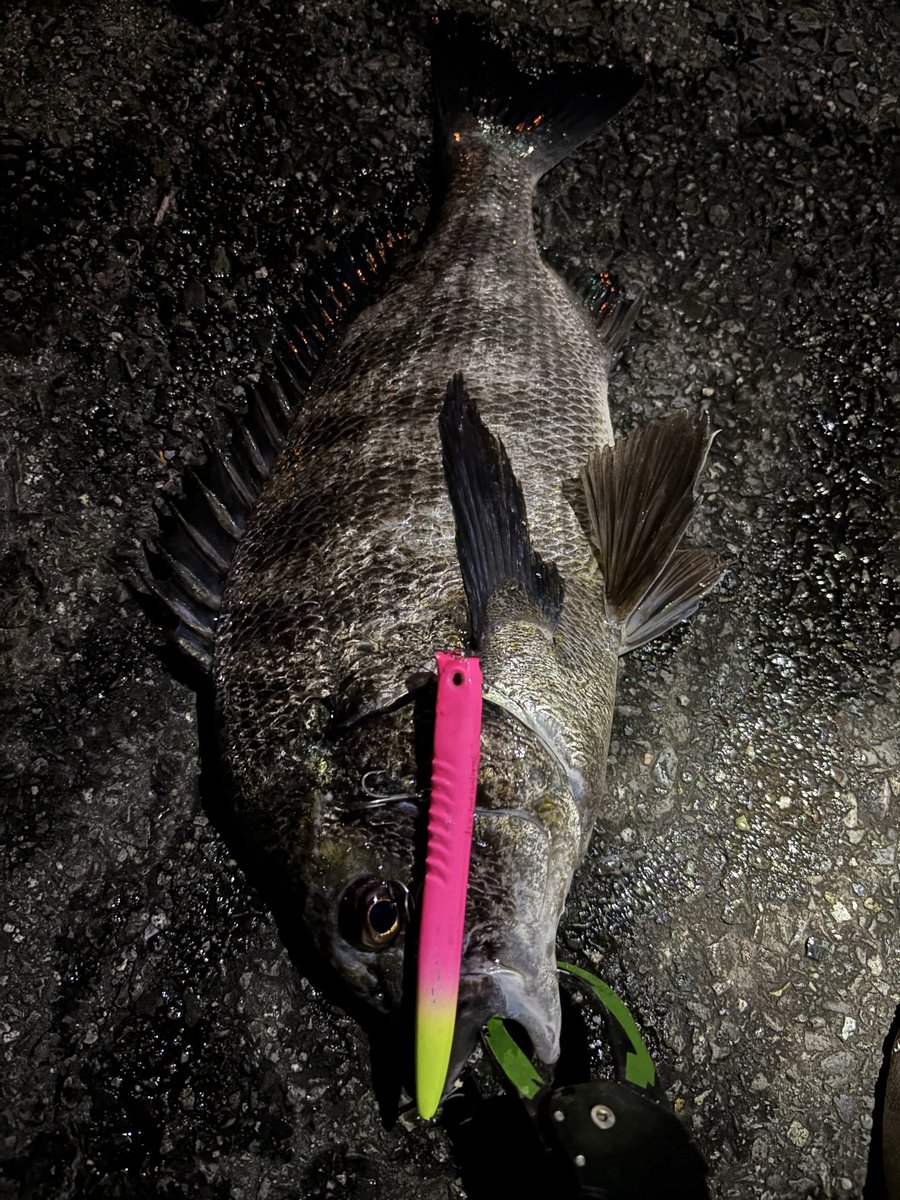 pyonpyonwt's tweet photo. 風が止んだから延長！ブイ際に流して4枚
気持ち良すぎてやめられない

#ツキヨミ122F #チヌ https://t.co/vu0wIIThC0