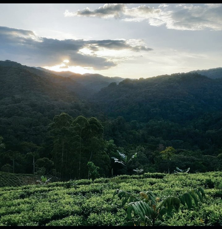 sayitoff's tweet photo. Good morning 🌄 Uganda
Another day to escape through the greener pastures 🙏😊 https://t.co/C0D1Z2xHxw