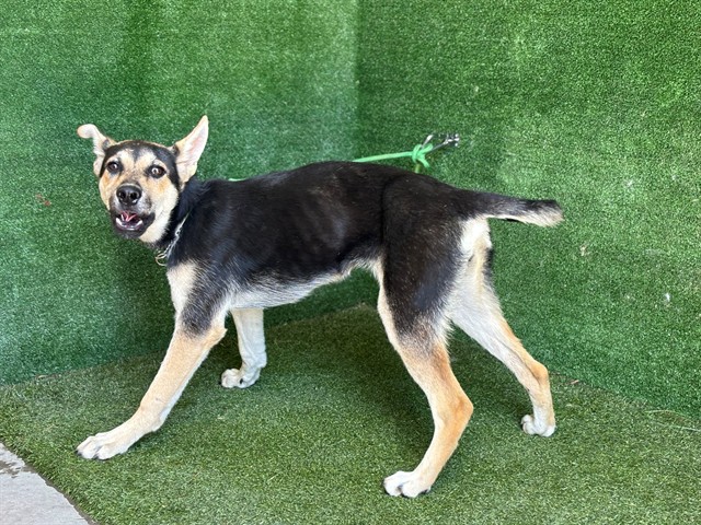 #A5773628
Female, black and tan German Shepherd Dog
5 months old.
PetHarbor.com/pet.asp?uaid=L…