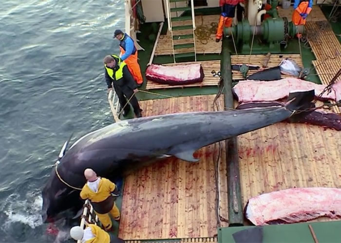 QJH101851's tweet photo. @xMemeKingUK @domdyer70 Well well well, this ur western hypocrites animal welfare? https://t.co/isY1b0Caq3