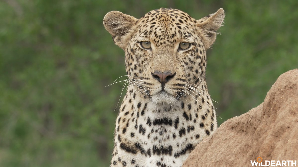 WildEarth tweet media