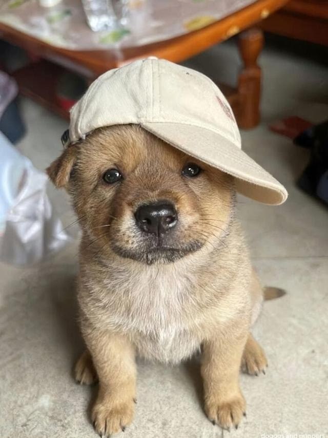 puppies video tweet media