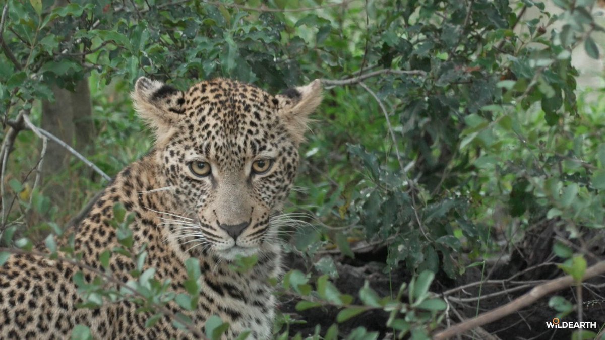 WildEarth tweet media