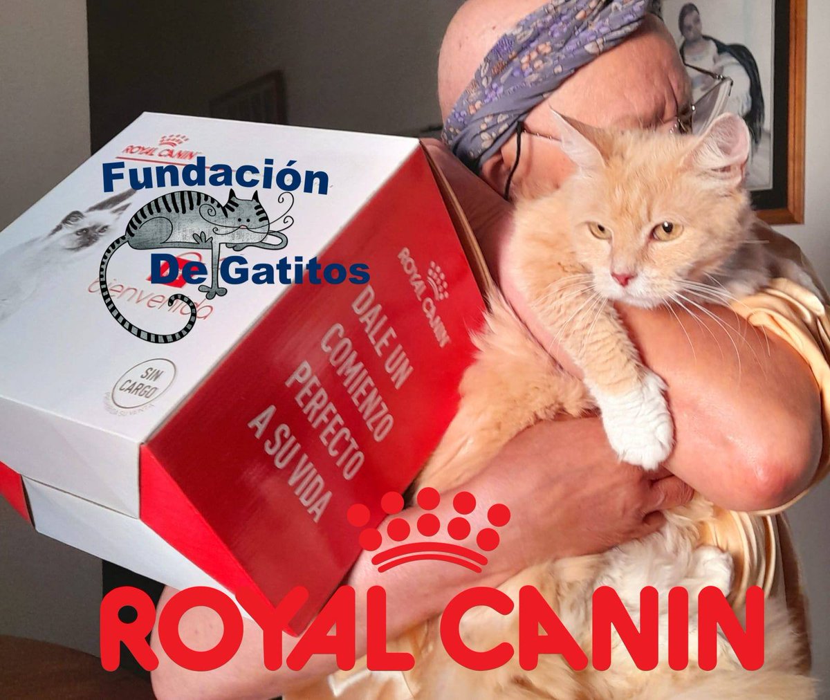 Fundación De Gatitos tweet media