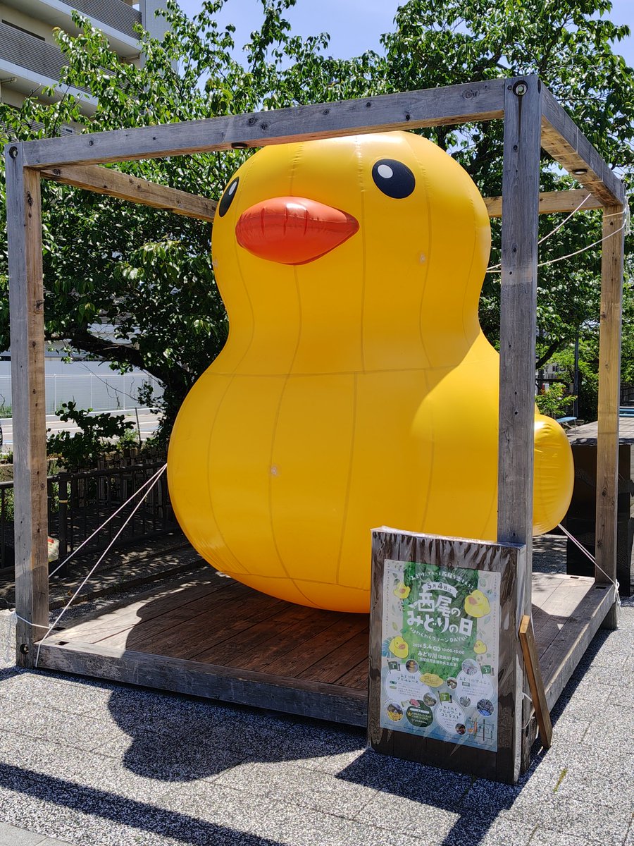 捕らわれたアヒルちゃん。