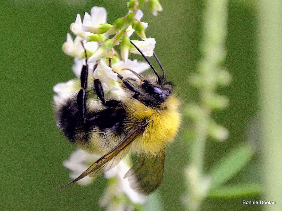 Today’s Bee  #NaturePhotography