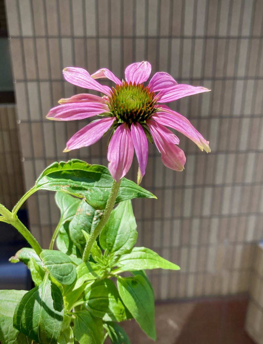 micaiah0's tweet photo. 冬に葉が枯れなかったエキナセアが早くも花🌸を咲かせた。
菜花とミニ大根の収穫後バジルと大葉の種を蒔いたら芽🌱が出てきたよ。

今年はアブラムシが大量発生し無農薬で頑張っていたらヒラタアブの幼稚がせっせとアブラムシを食べて何匹かサナギになった。
自然界ってよく出来てるね。
#ベランダ菜園 https://t.co/23Gc6vVpI9