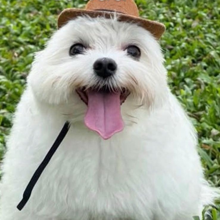a secondary but cool account tweet media