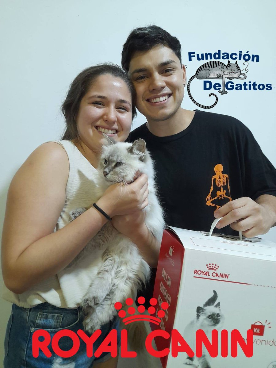 Fundación De Gatitos tweet media
