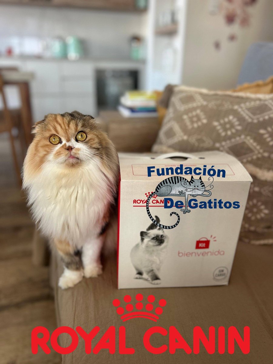 Fundación De Gatitos tweet media