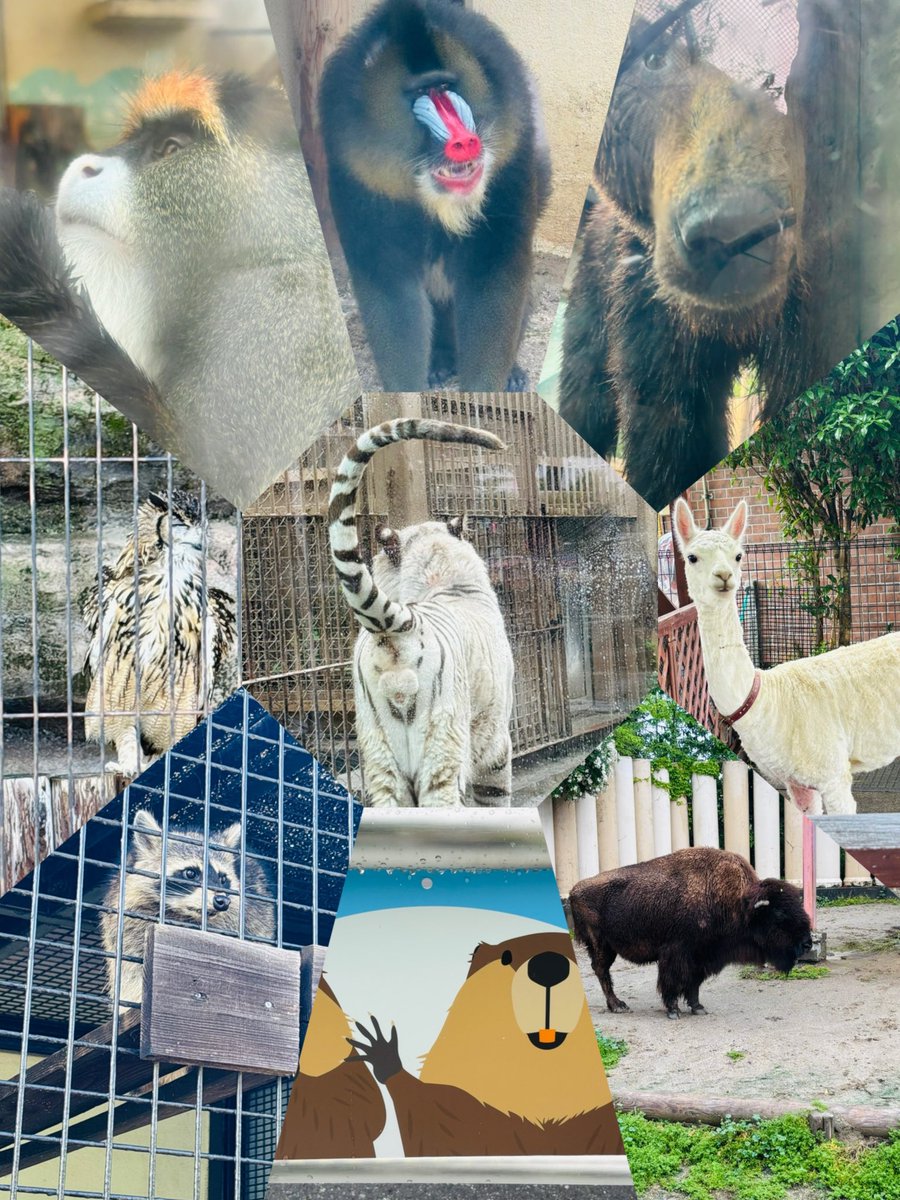 rabbitale's tweet photo. 動物にたくさん出会えて良かった😊 https://t.co/yVJdye0SGQ