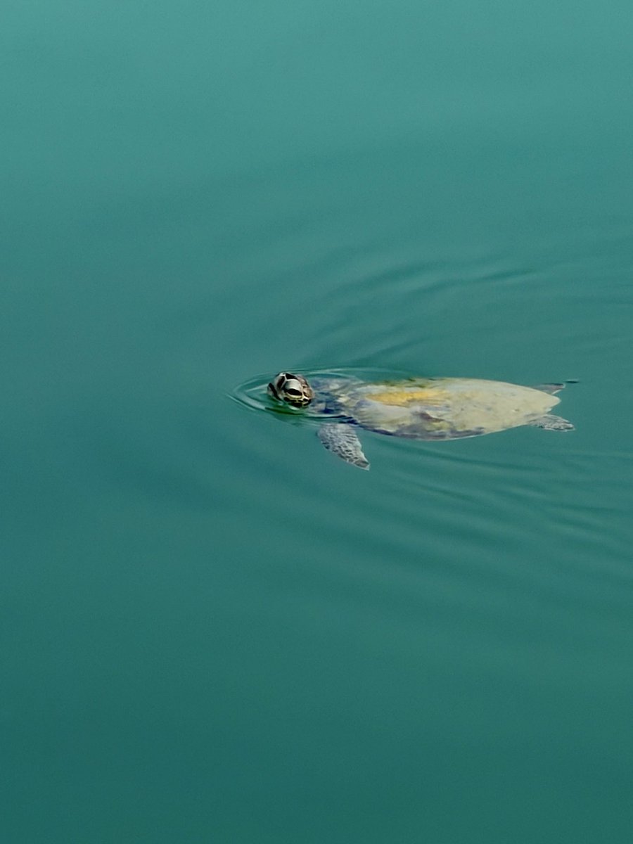 JonoH's tweet image. An indigenous Green Sea turtle is saying hello to me this morning on the Abu Dhabi corniche. 

Spotted in front of the fish markets. 🐢 🌊🇦🇪 #nature #uae #abudhabi