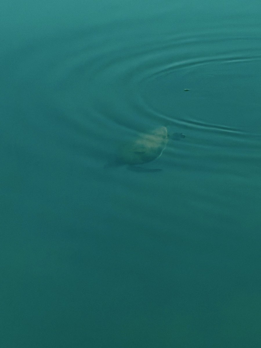 JonoH's tweet image. An indigenous Green Sea turtle is saying hello to me this morning on the Abu Dhabi corniche. 

Spotted in front of the fish markets. 🐢 🌊🇦🇪 #nature #uae #abudhabi