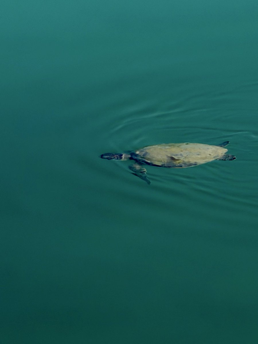 JonoH's tweet image. An indigenous Green Sea turtle is saying hello to me this morning on the Abu Dhabi corniche. 

Spotted in front of the fish markets. 🐢 🌊🇦🇪 #nature #uae #abudhabi