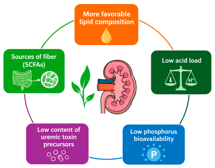 peasorpills's tweet image. New review in @Nutrients_MDPI: Plant-Based Proteins and Renal Protection in Acute Kidney Injury @kamkalantar #nephrology #kidneydisease #plantbased #protein
mdpi.com/2072-6643/18/9…