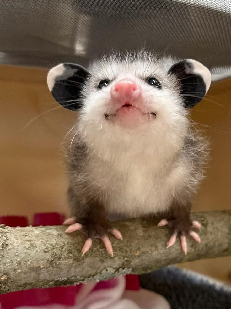 NaiveSp1der | Opossum vtuber🏳️⚧️ tweet media